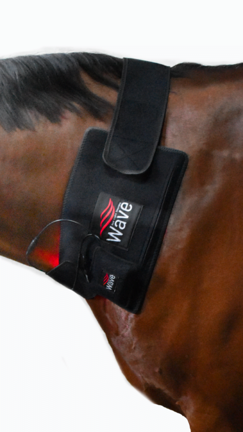 WAVE RLT Lichttherapiematte und Gurte für Pferde