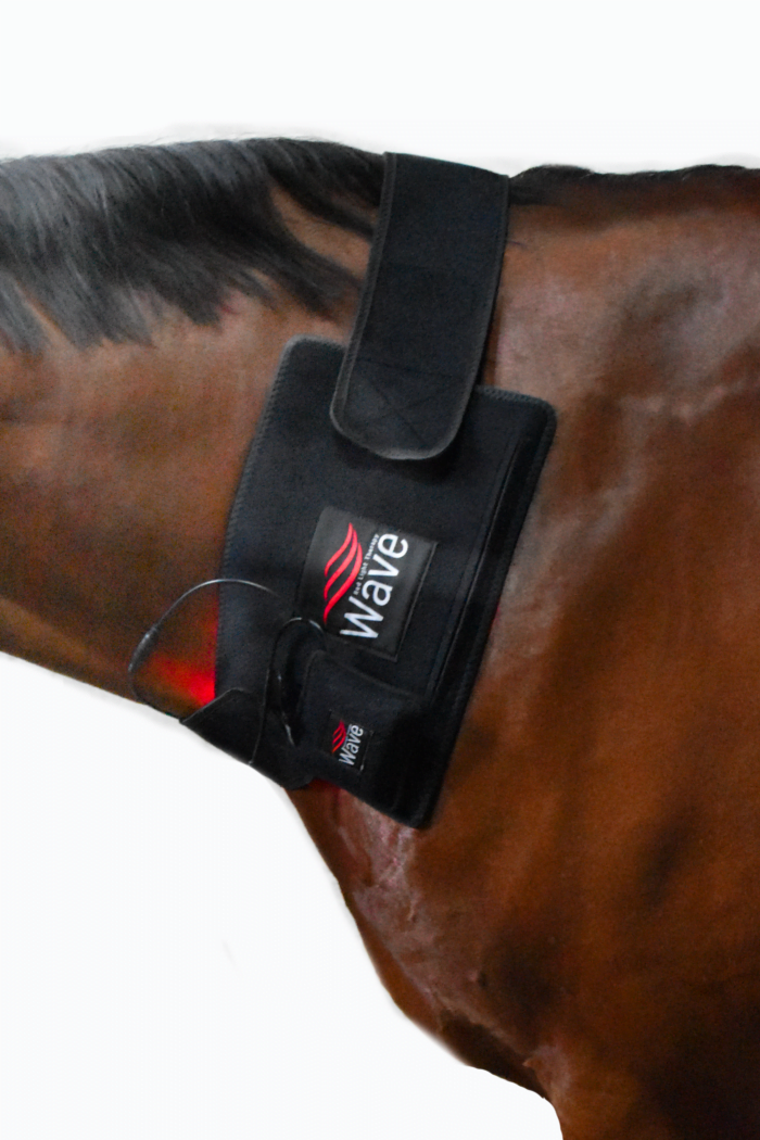 WAVE RLT light therapy pad and straps for horse