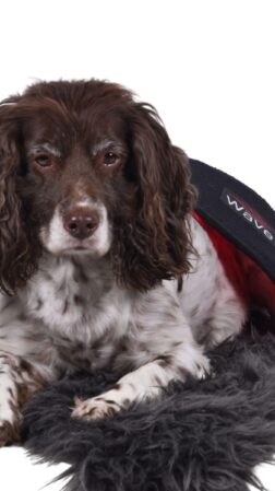 Dog with WAVE RLT G2 Small light therapy pad placed on its back