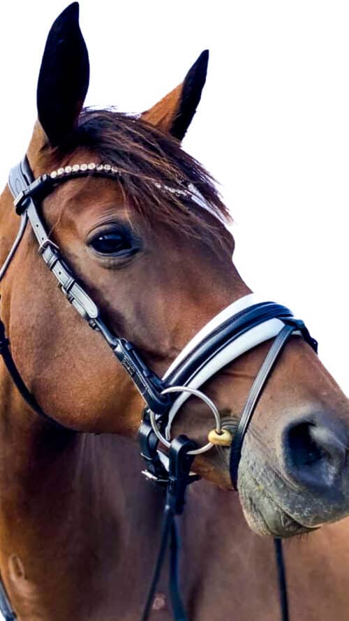 Magnetic Therapy Bridle™ Barcelona NO 15