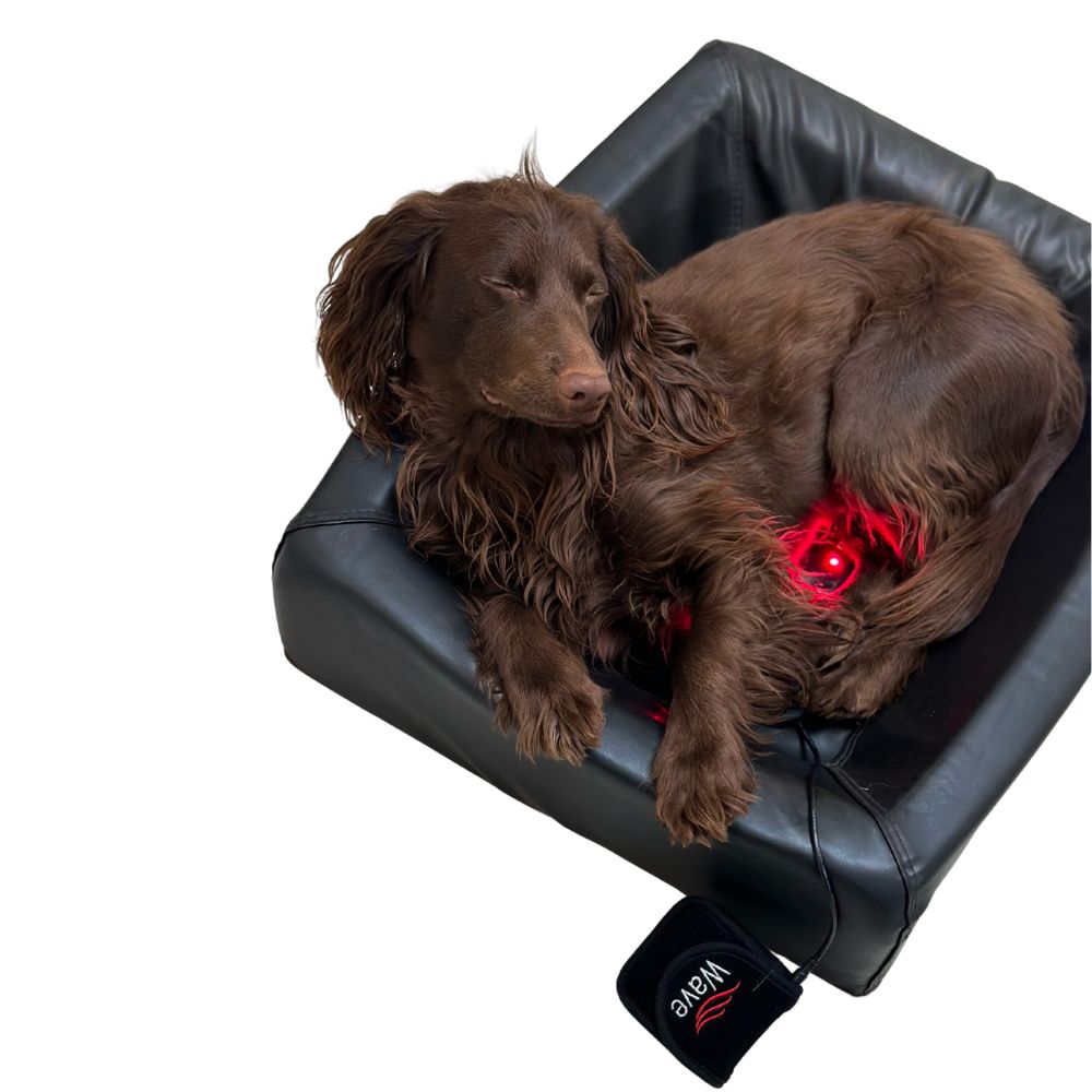 WAVE RLT light therapy dog bed with Cava the dog relaxing in the red light