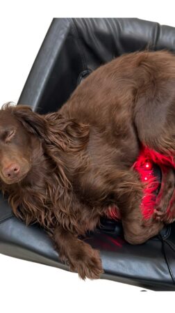 WAVE RLT light therapy dog basket with Cava the dog looking up from the basket with red light
