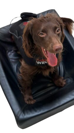 WAVE RLT light therapy for dogs shown as a blanket stretched over Cava the dog sitting in a dog basket