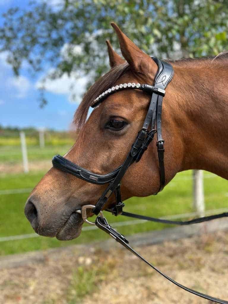 441987786_968118038374663_5330724654524872747_n