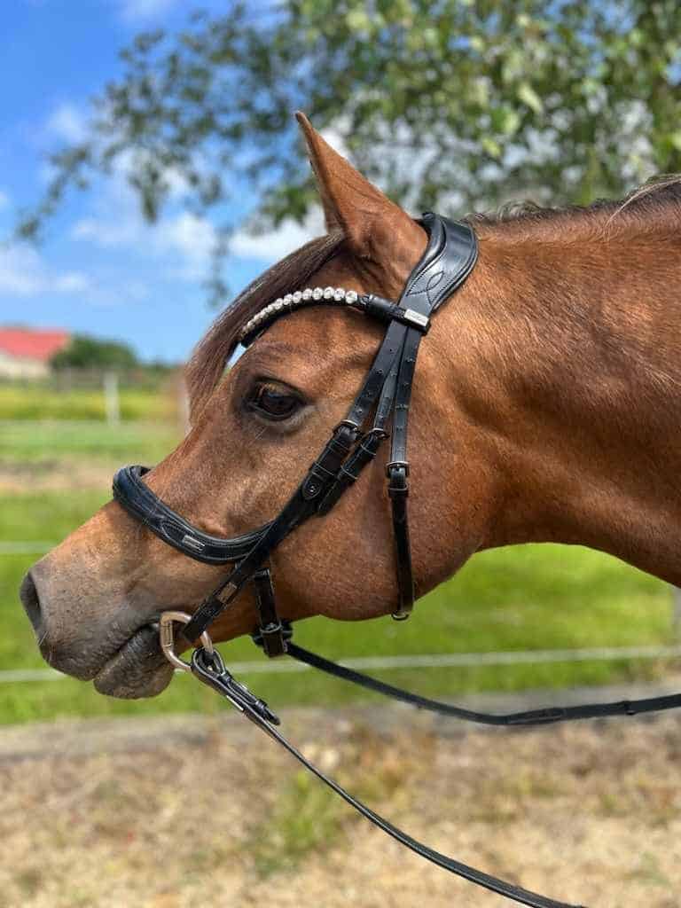 447733283_939687641238430_5081630817045457544_n