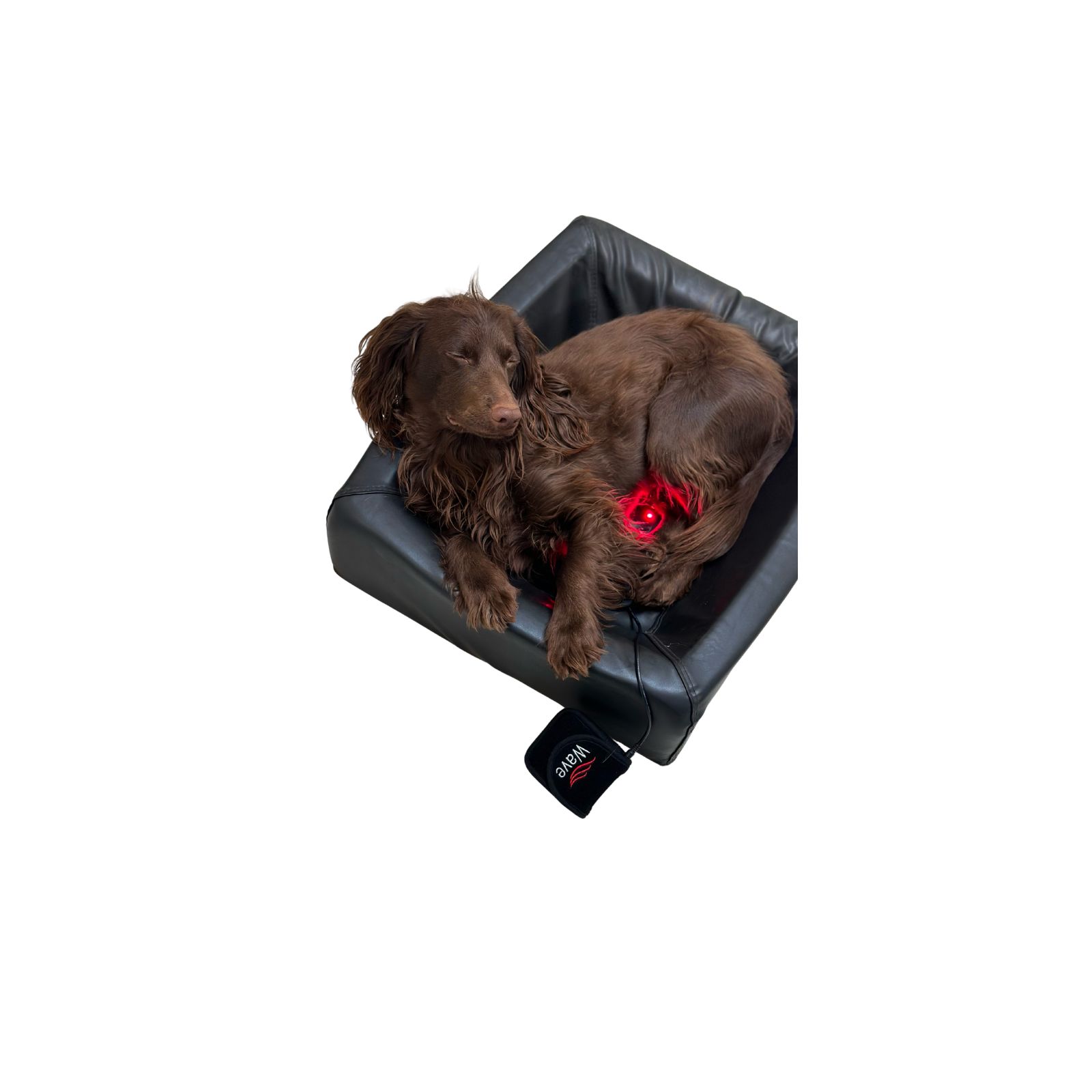 Hund ligger på WAVE RLT G4 Deep Spectrum PRO Small Pad med rødt lys tændt og controller synlig