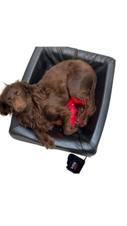Dog lying on WAVE RLT G4 Deep Spectrum PRO Small Pad with red light on