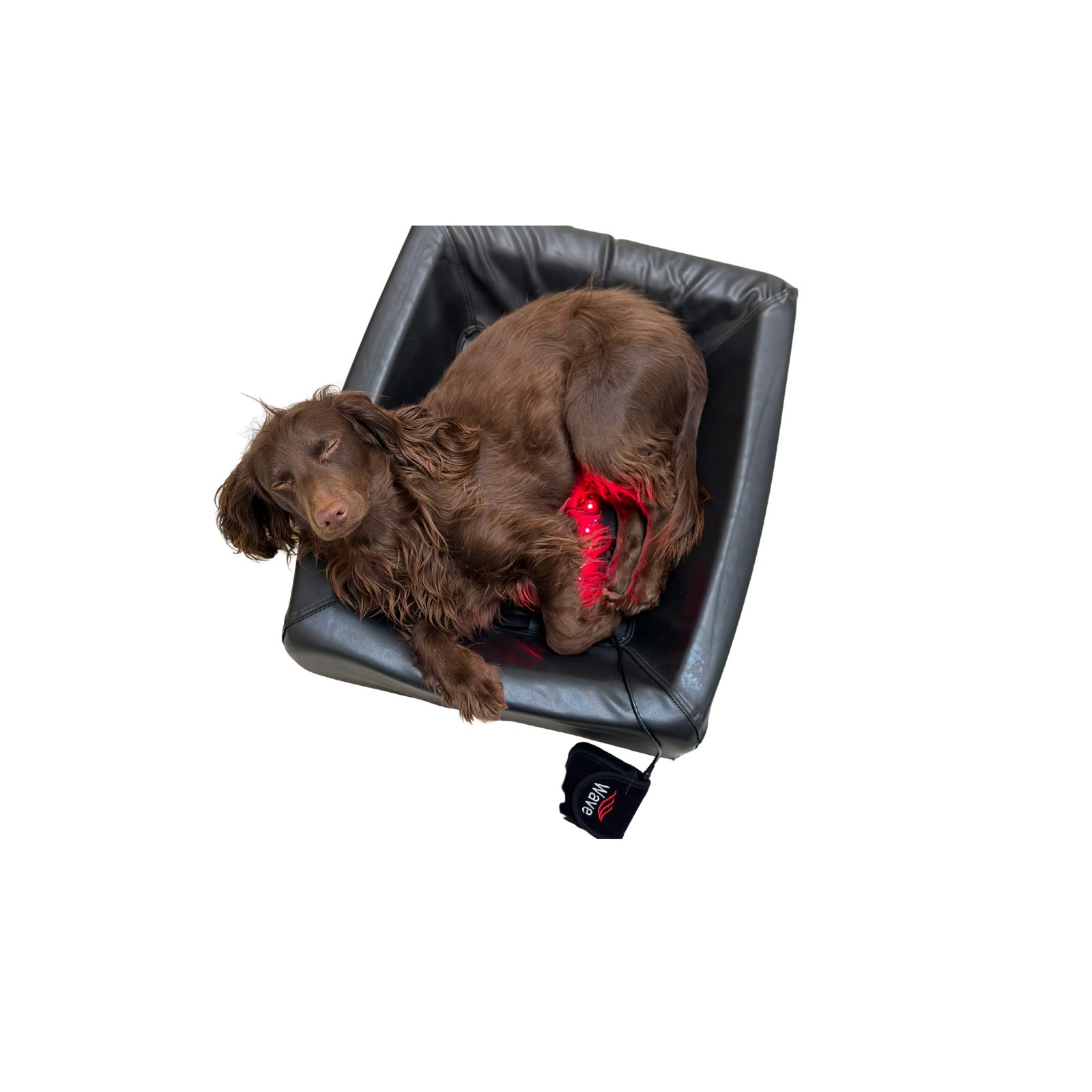 Hund ligger på WAVE RLT G4 Deep Spectrum PRO Small Pad med rødt lys tændt