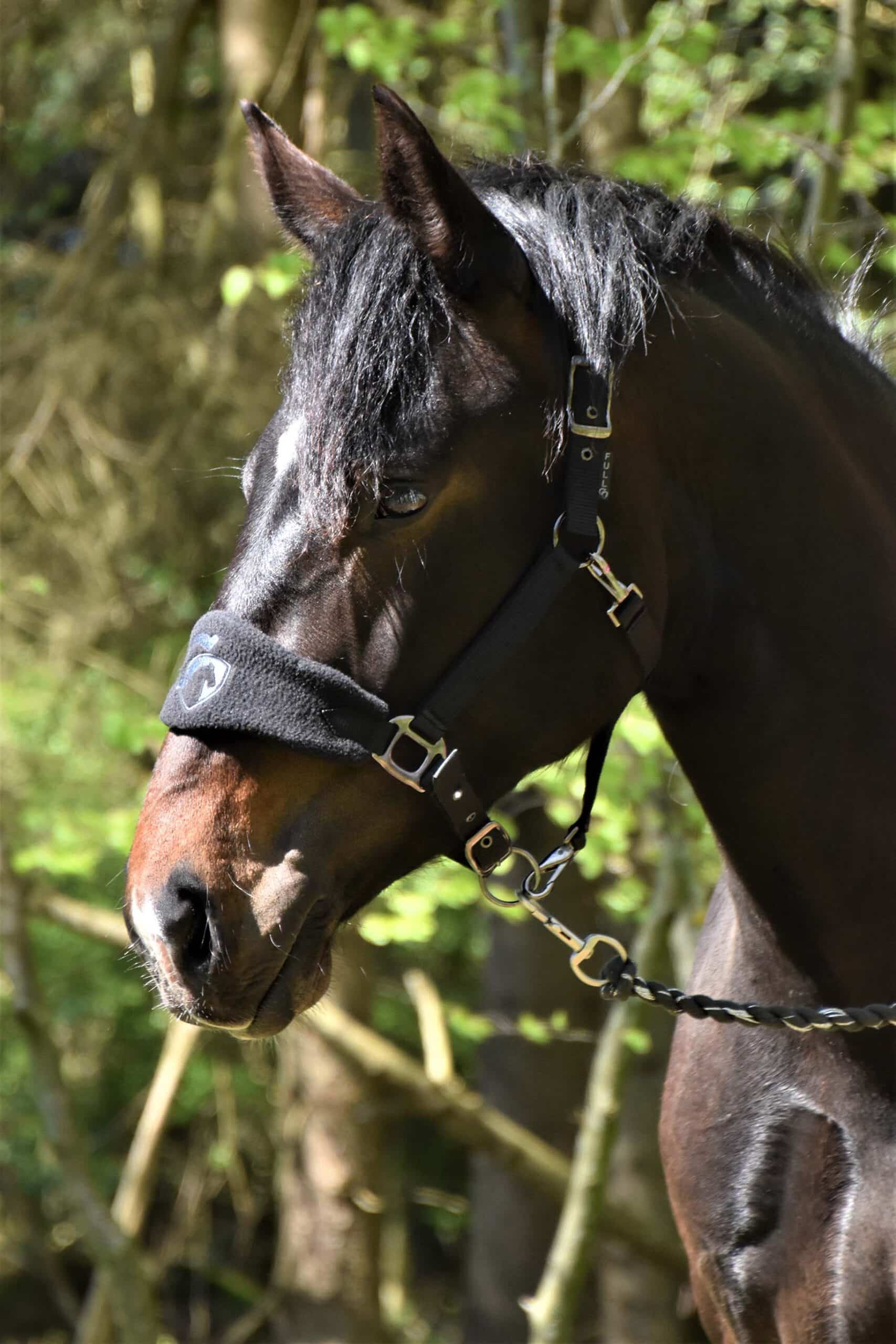 Alano Black Grooming halter - Image 5