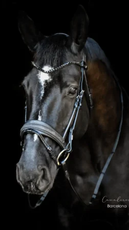 Magnetic Therapy Bridle™ Barcelona NO 07