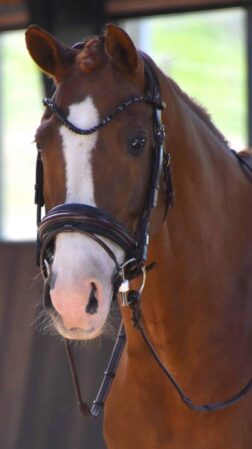 Magnetic Therapy Bridle™ Barcelona NO 09