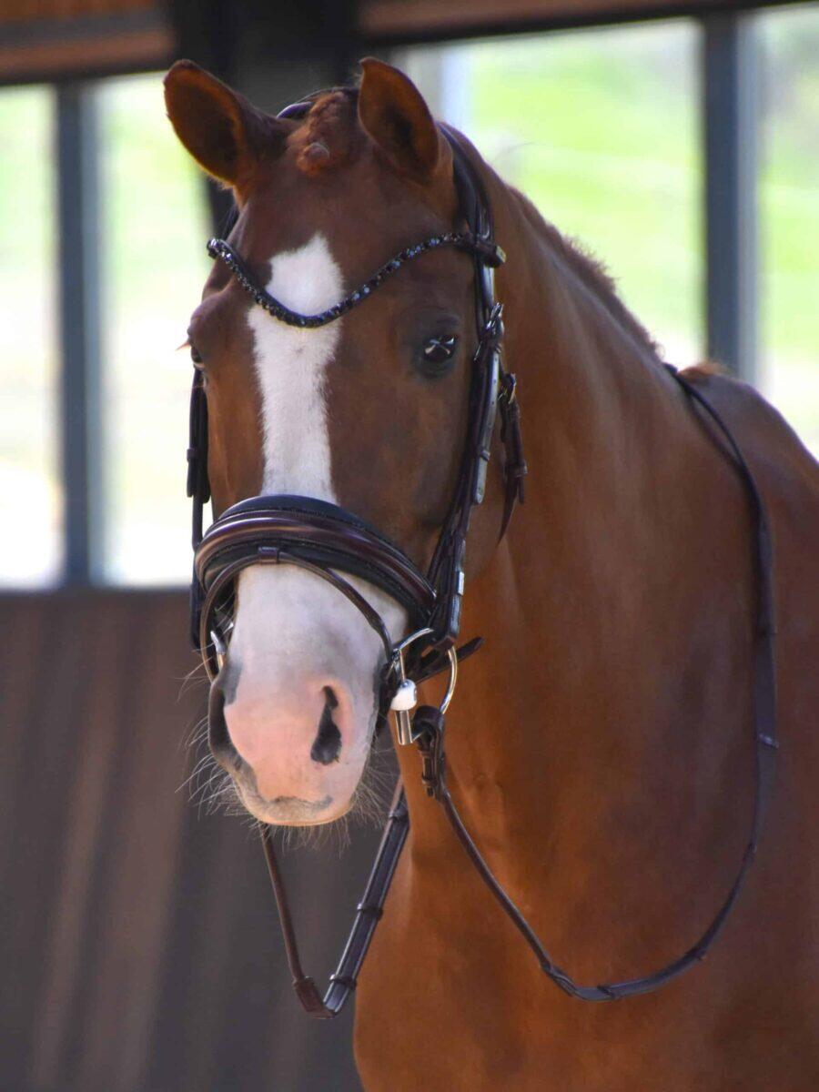 Magnetic Therapy Bridle™ Barcelona NO 09