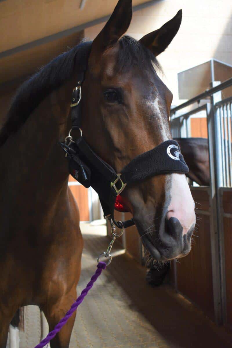 WAVE RLT G3 Deep Spectrum - Small Big Pack Gold - Billede 6