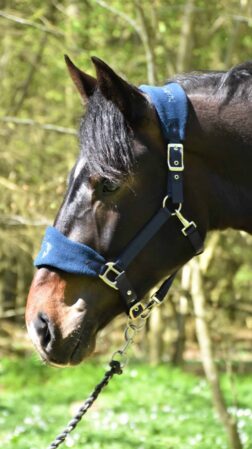 Alano Silver Grooming grime