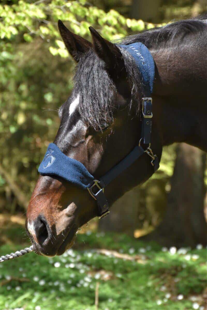 Alano Black Grooming halter