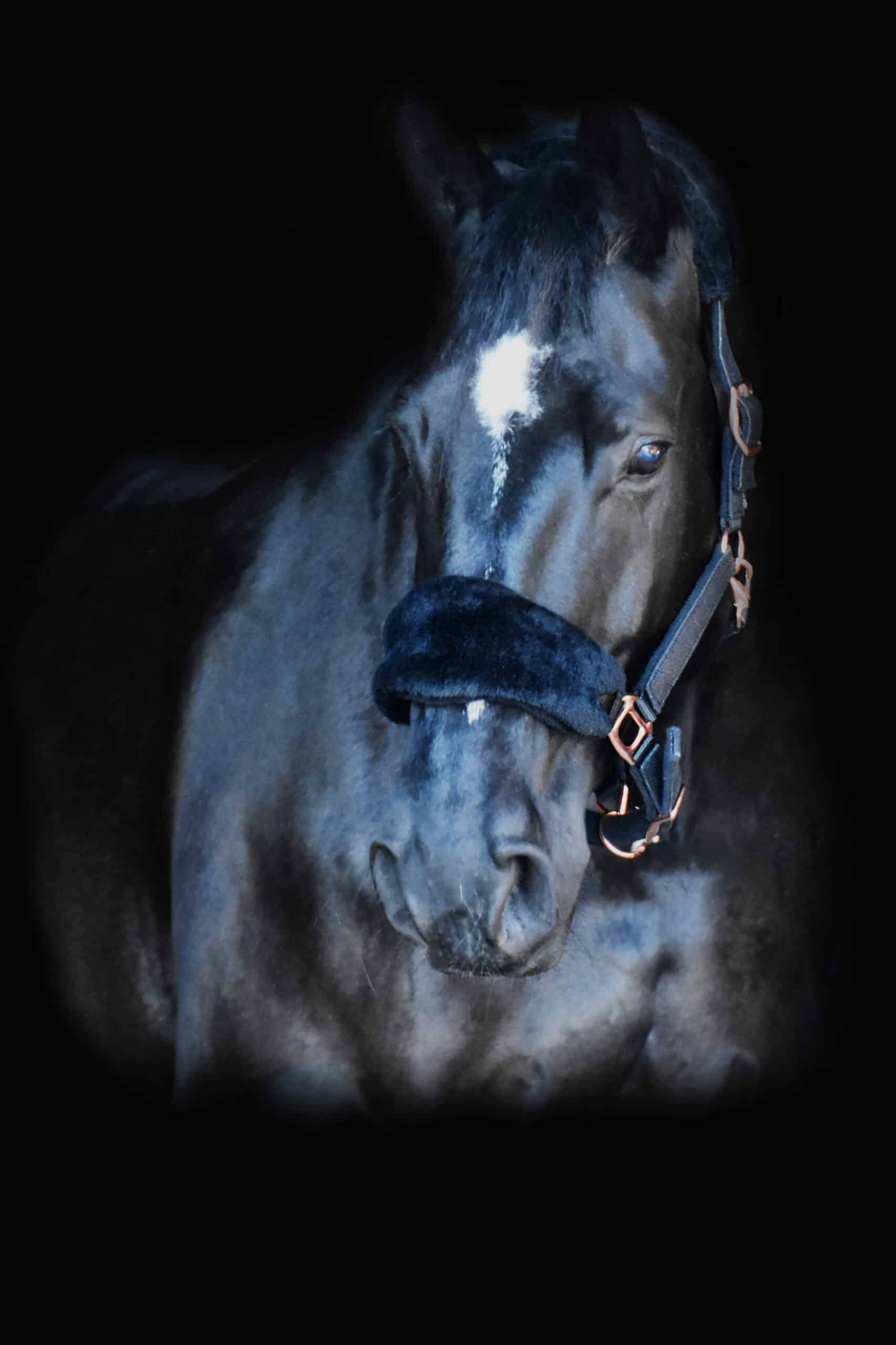 DeLuxe Enigma Rosegold Edition Halter - Picture 2