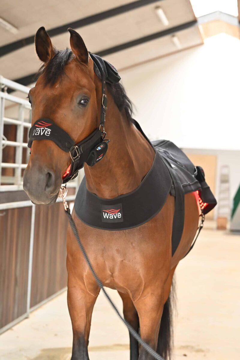 WAVE RLT G3 Deep Spectrum - Small Big Pack Gold - Billede 18