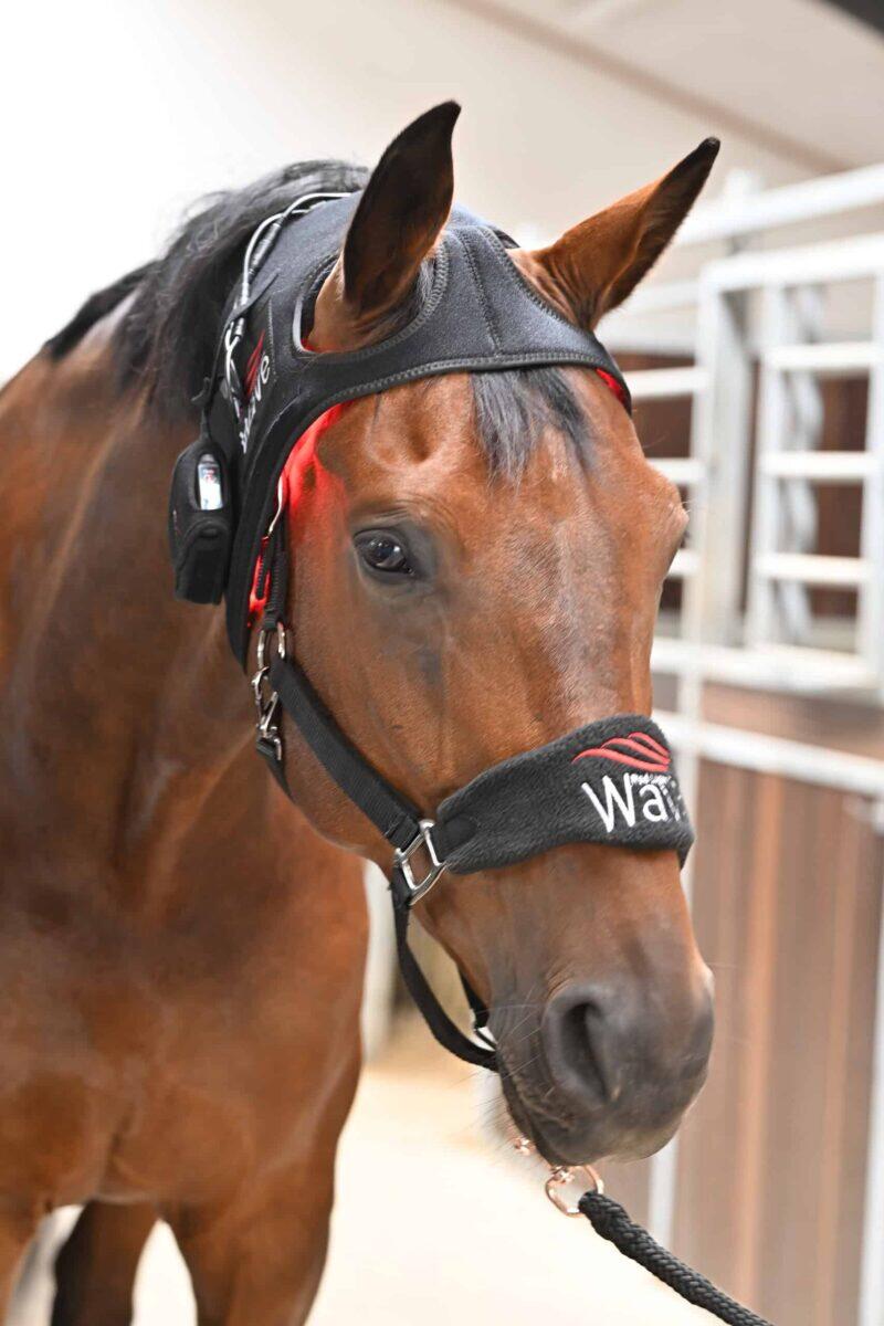 Wave RLT G2 Lichttherapie - Poll Cap - Bild 2