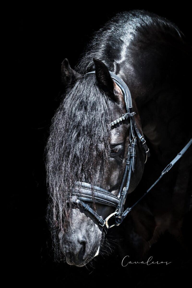 Magnetic Therapy Bridle™ Barcelona NO 13