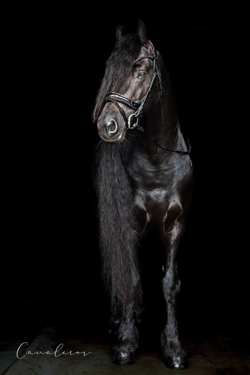 Magnetic Therapy Bridle™ Palma NO 04 - Delvist rundsyet - Billede 3