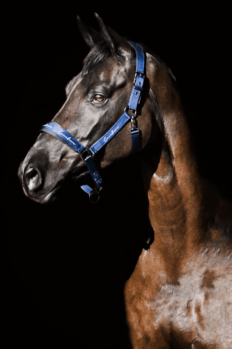 Halter Performance Ergonomic x-Fir - Image 5