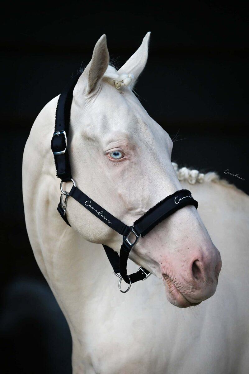 Halter Performance Soft Silver