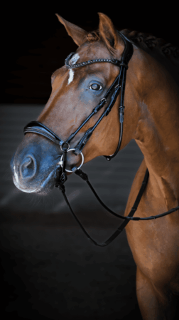 Magnetic Therapy Bridle™ Alicante NO 1