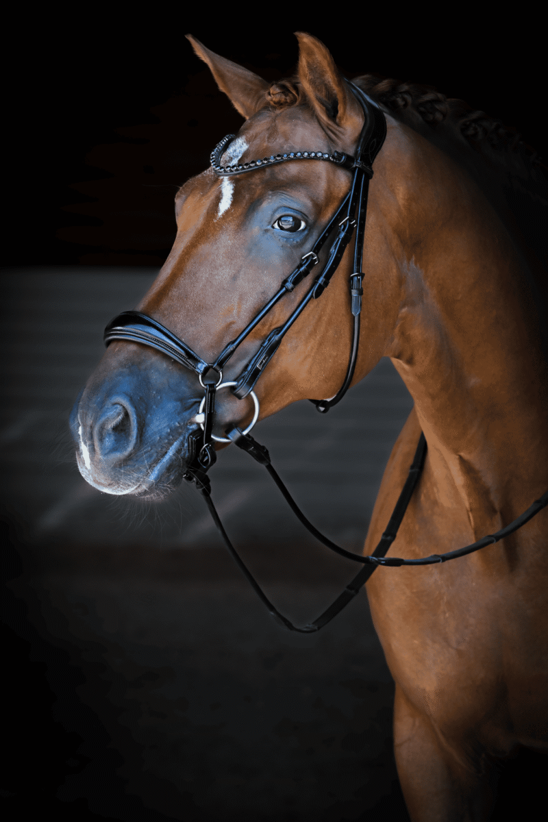 Magnetic Therapy Bridle™ Alicante NO 1