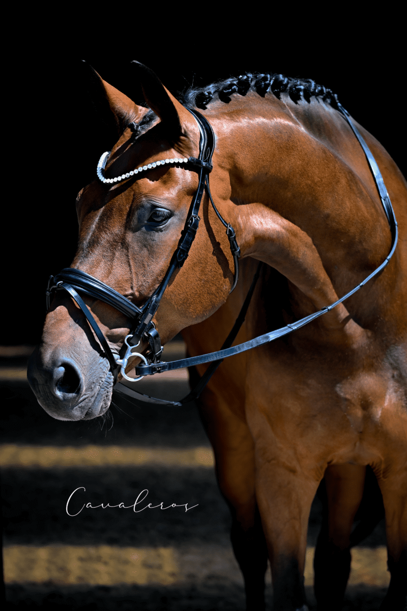 Magnetic Therapy Bridle™ Barcelona NO 01 - Picture 3
