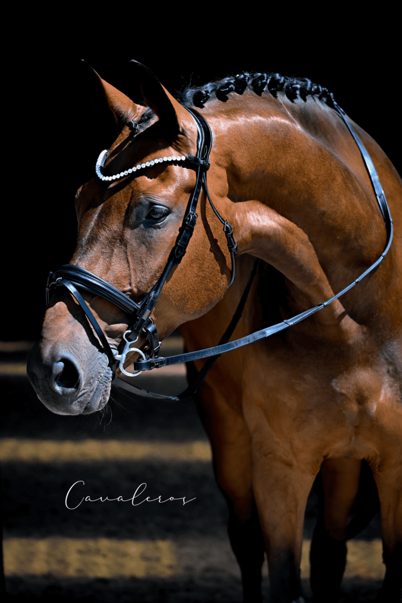 Magnetic Therapy Bridle™ Barcelona NO 30 - Picture 3