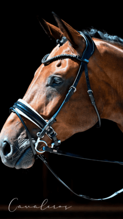 Magnetic Therapy Bridle™ Barcelona NO 19