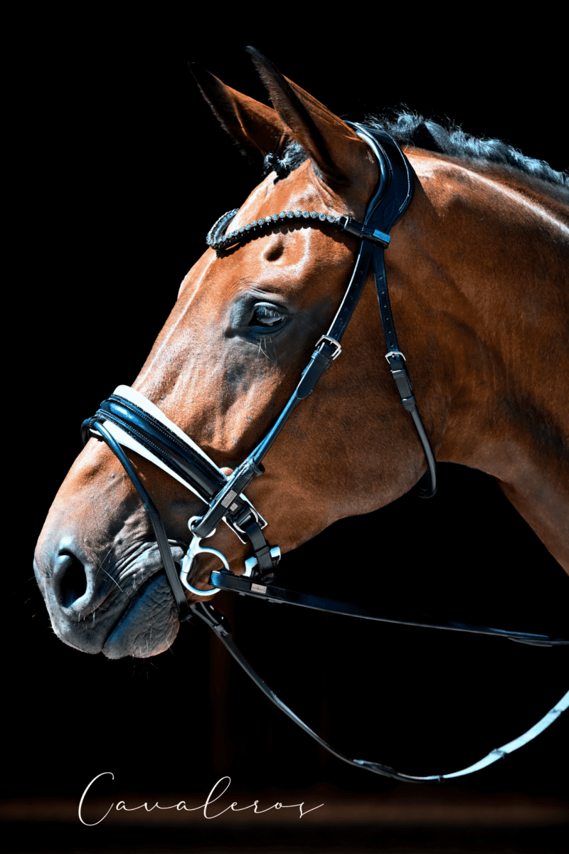 Magnetic Therapy Bridle™ Barcelona NO 19