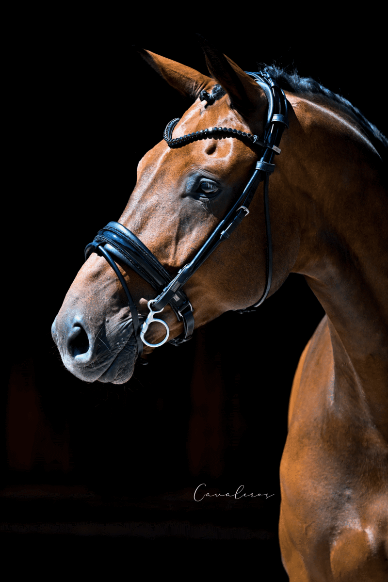 Magnetic Therapy Bridle™ Round stitched Barcelona NO 1 SLIM EXTENDED