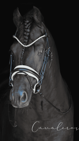 Magnetic Therapy Bridle™ Barcelona NO 15