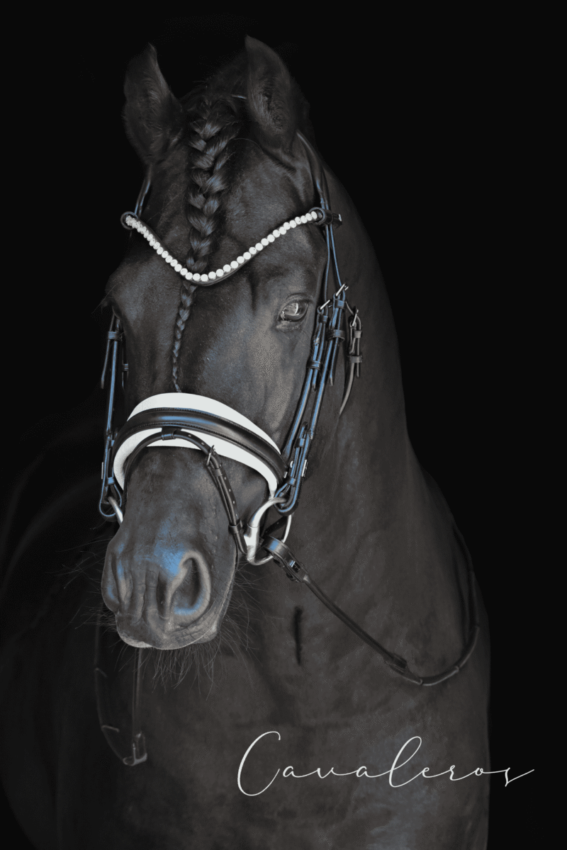 Magnetic Therapy Bridle™ Barcelona NO 15