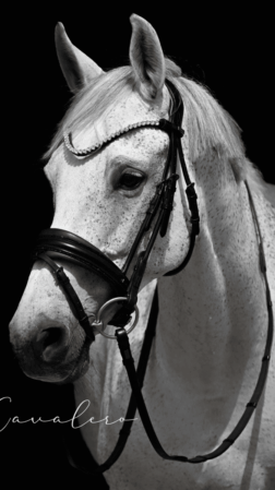 Magnetic Therapy Bridle™ Barcelona NO 21