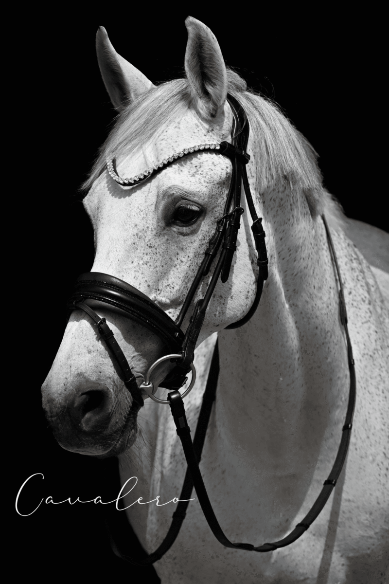 Magnetic Therapy Bridle™ Barcelona NO 21