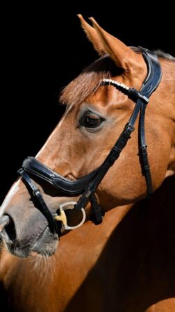 Magnetic Therapy Bridle™ Palma NO 1