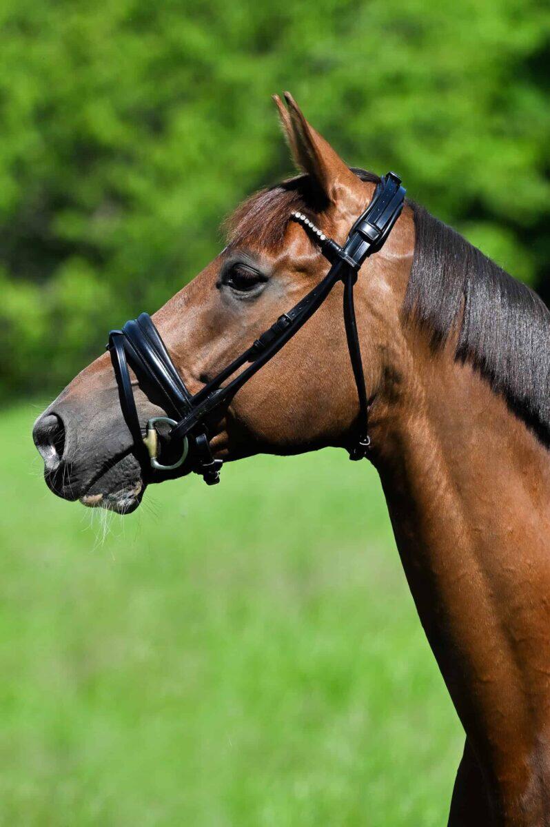 Magnetic Therapy Bridle™ Round stitched Barcelona NO 1 SLIM Basic